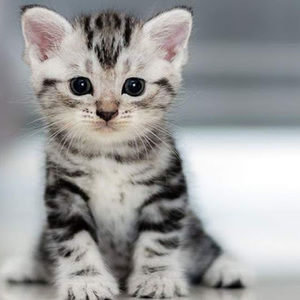 Meet your Posher, Averie